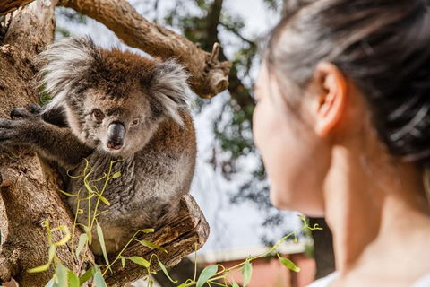 Adelaide Zoo Behind The Scenes Experience: Koala Encounter - Find Attractions 0