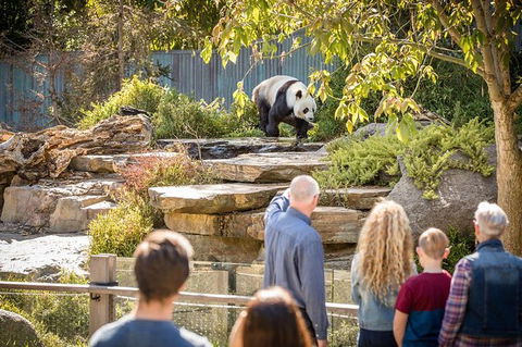 Adelaide Zoo Behind The Scenes Experience: Panda And Friends Tour - Find Attractions 0