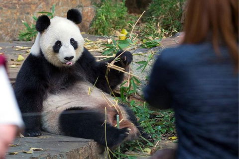 Adelaide Zoo Behind The Scenes Experience: Panda And Friends Tour - Find Attractions 1
