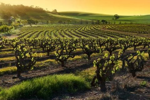 Adelaide Super Saver: Adelaide City Sightseeing Tour Plus Barossa Valley And Hahndorf Tour - Find Attractions 1