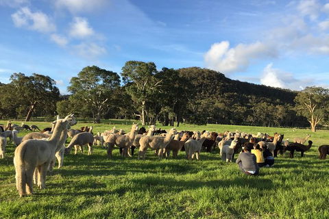 Alpaca Farm 2 Hour Tour - Find Attractions 0