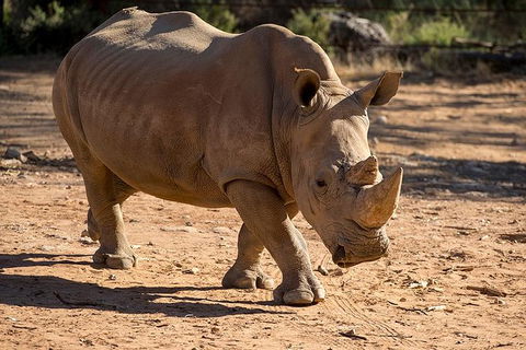 Rhino Interactive And A Day At Monarto Safari Park - Find Attractions 1