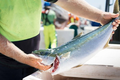Exceptional Port Lincoln, Seafood And Wildlife Tour - Find Attractions 9