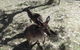 Cleland Wildlife Park Tour From Adelaide Including Mount Lofty Summit - thumb 3
