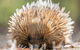 Cleland Wildlife Park Tour From Adelaide Including Mount Lofty Summit - thumb 10