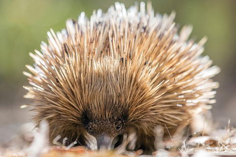 Cleland Wildlife Park Tour From Adelaide Including Mount Lofty Summit - Find Attractions 10