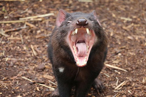 Cleland Wildlife Park Tour From Adelaide Including Mount Lofty Summit - Find Attractions 6