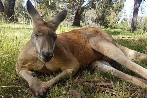 Cleland Wildlife Park Tour From Adelaide Including Mount Lofty Summit - Find Attractions 12