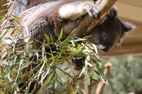 Cleland Wildlife Park Tour From Adelaide Including Mount Lofty Summit - Find Attractions 9