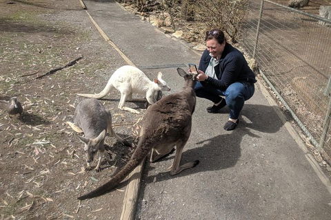 A Taste Of Adelaide And Hahndorf By Car Private Tour. - Find Attractions 8