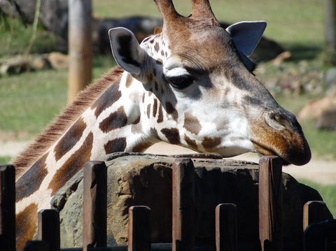 Croc Express To Australia Zoo From Brisbane - Find Attractions 2