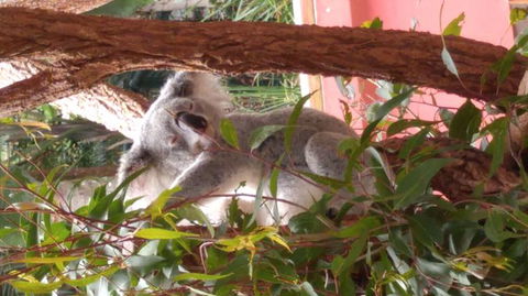 Croc Express To Australia Zoo From Brisbane - Find Attractions 3