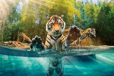 Croc Express To Australia Zoo From Brisbane - Find Attractions 11