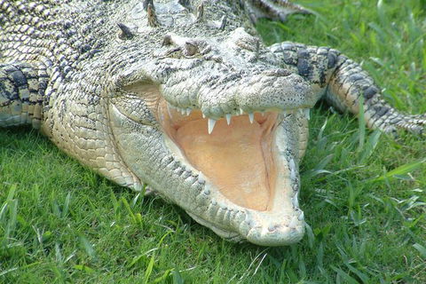 Croc Express To Australia Zoo From Brisbane - Find Attractions 10