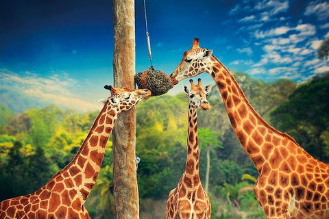 Croc Express To Australia Zoo From Brisbane - Find Attractions 8