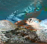 Great Barrier Reef Sailing and Snorkeling Cruise from Port Douglas - Find Attractions