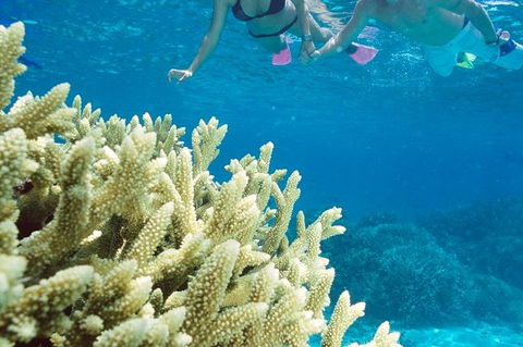 Silversonic Outer Great Barrier Reef Dive And Snorkel Cruise From Port Douglas - Find Attractions 1