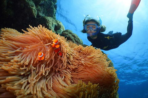 Silversonic Outer Great Barrier Reef Dive And Snorkel Cruise From Port Douglas - Find Attractions 3