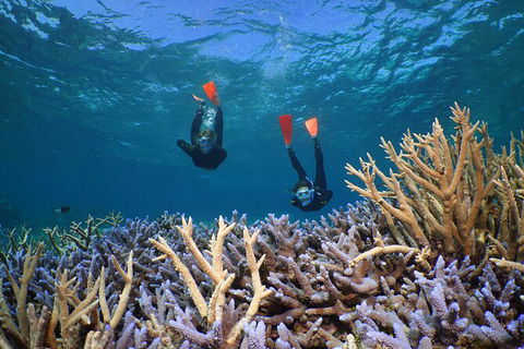 Silversonic Outer Great Barrier Reef Dive And Snorkel Cruise From Port Douglas - Find Attractions 8