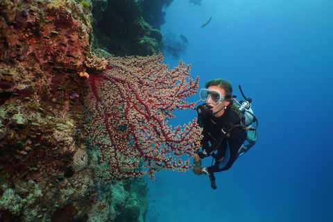 Silversonic Outer Great Barrier Reef Dive And Snorkel Cruise From Port Douglas - Find Attractions 6