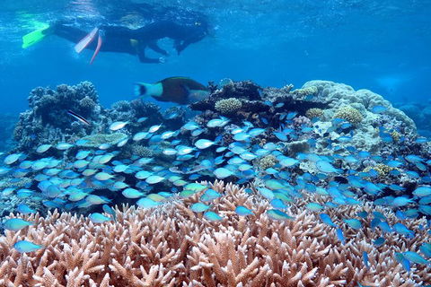 Silversonic Outer Great Barrier Reef Dive And Snorkel Cruise From Port Douglas - Find Attractions 4