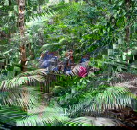 Full Day Daintree Rainforest and Mossman Gorge Tour - Find Attractions
