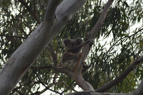 North Stradbroke Island Day Trip From Brisbane - Find Attractions 11