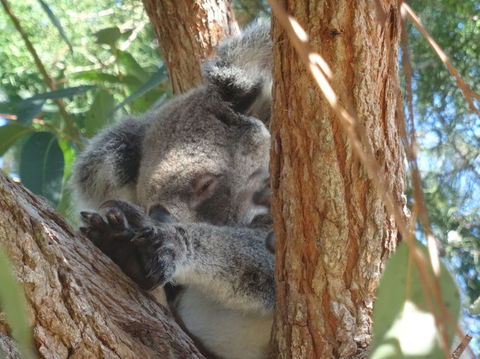 North Stradbroke Island Day Trip From Brisbane - Find Attractions 23