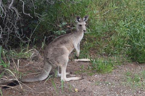 North Stradbroke Island Day Trip From Brisbane - Find Attractions 13