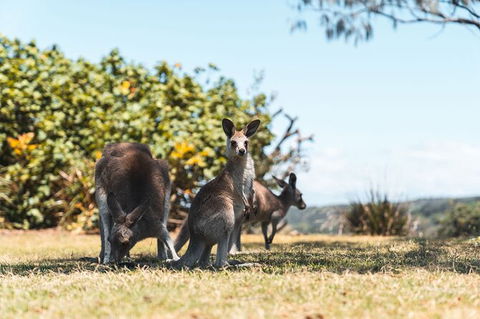 North Stradbroke Island Day Trip From Brisbane - Find Attractions 40