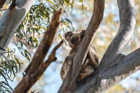 North Stradbroke Island Day Trip From Brisbane - Find Attractions 27