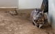 Lone Pine Koala Sanctuary Day Pass - thumb 7