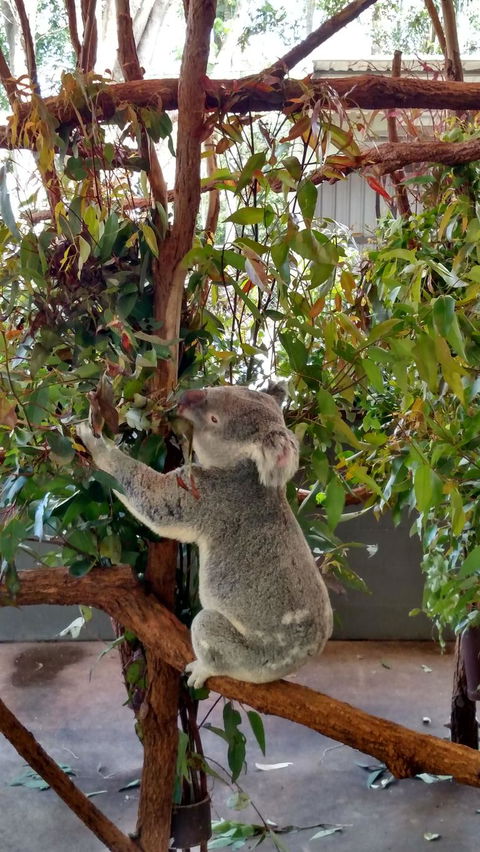 Lone Pine Koala Sanctuary Day Pass - Find Attractions 5