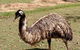Lone Pine Koala Sanctuary Day Pass - thumb 8