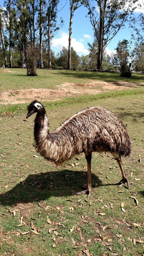 Lone Pine Koala Sanctuary Day Pass - Find Attractions 8