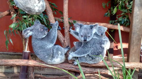 Lone Pine Koala Sanctuary Day Pass - Find Attractions 3