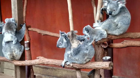 Lone Pine Koala Sanctuary Day Pass - Find Attractions 4