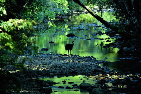 Daintree - Cape Tribulation & Atherton Tablelands Tours From Port Douglas - Find Attractions 1