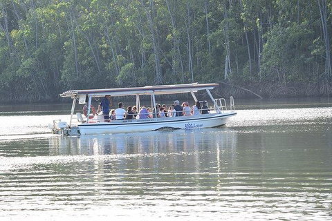 Daintree - Cape Tribulation & Atherton Tablelands Tours From Port Douglas - Find Attractions 16