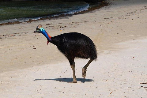 Daintree - Cape Tribulation & Atherton Tablelands Tours From Port Douglas - Find Attractions 17