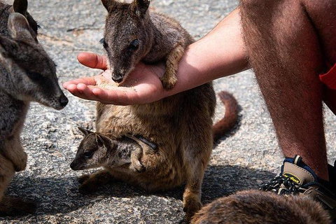 Daintree - Cape Tribulation & Atherton Tablelands Tours From Port Douglas - Find Attractions 4