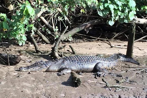 Daintree - Cape Tribulation & Atherton Tablelands Tours From Port Douglas - Find Attractions 24