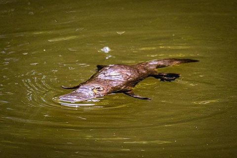 Daintree - Cape Tribulation & Atherton Tablelands Tours From Port Douglas - Find Attractions 27