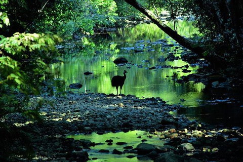 Daintree - Cape Tribulation & Atherton Tablelands Tours From Port Douglas - Find Attractions 26