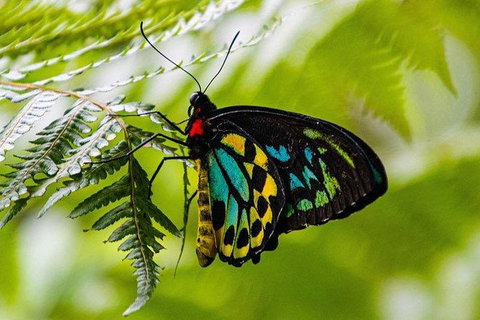 Daintree - Cape Tribulation & Atherton Tablelands Tours From Port Douglas - Find Attractions 19