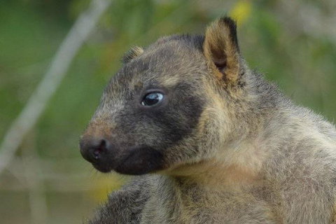 Daintree - Cape Tribulation & Atherton Tablelands Tours From Port Douglas - Find Attractions 8