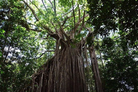 Daintree - Cape Tribulation & Atherton Tablelands Tours From Port Douglas - Find Attractions 20