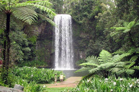 Daintree - Cape Tribulation & Atherton Tablelands Tours From Port Douglas - Find Attractions 12