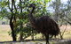Daintree - Cape Tribulation & Atherton Tablelands Tours From Port Douglas - thumb 29