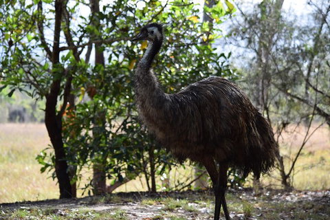 Daintree - Cape Tribulation & Atherton Tablelands Tours From Port Douglas - Find Attractions 29